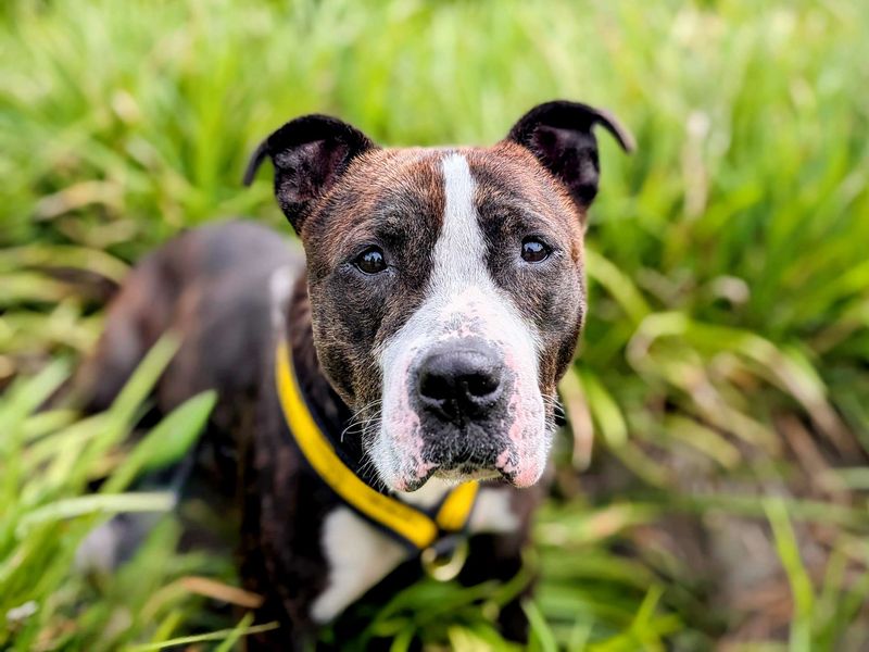Staffordshire Bull Terrier for adoption in Cardiff, Glamorgan – 5 years old - Image 10 of 10