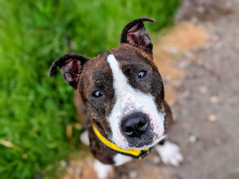 Staffordshire Bull Terrier for adoption in Cardiff, Glamorgan – 5 years old - Image 7 of 10