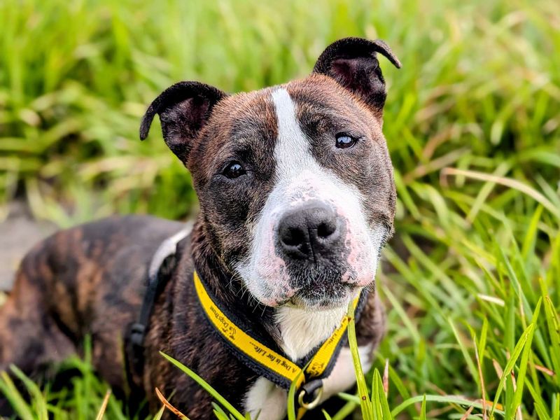 Staffordshire Bull Terrier for adoption in Cardiff, Glamorgan – 5 years old - Image 4 of 10