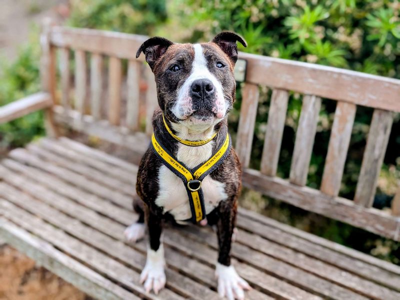 Staffordshire Bull Terrier for adoption in Cardiff, Glamorgan – 5 years old - Image 6 of 10
