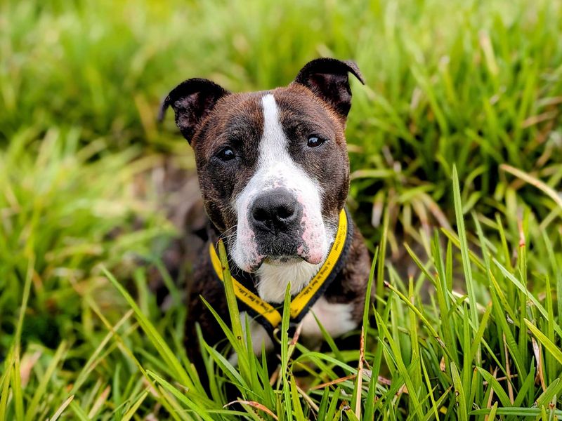 Staffordshire Bull Terrier for adoption in Cardiff, Glamorgan – 5 years old - Image 9 of 10