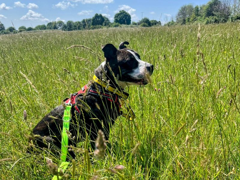 Umbrella | Terrier (American Staffordshire) | Cardiff - 1