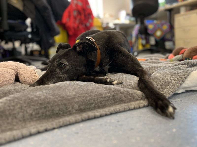 Greyhound for adoption in Evesham, Worcestershire – 10 years old - Image 5 of 5