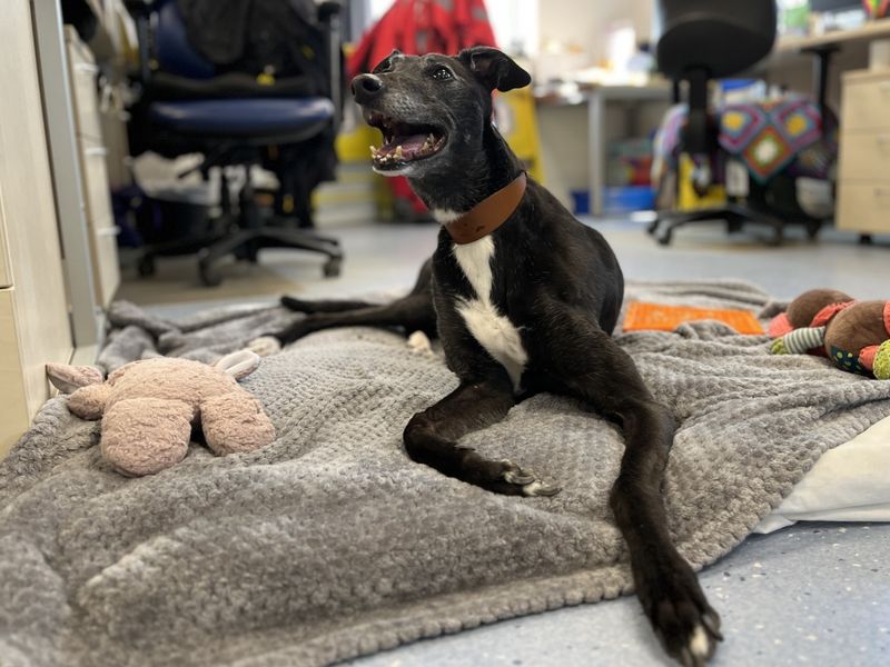 Greyhound for adoption in Evesham, Worcestershire – 10 years old - Image 3 of 5