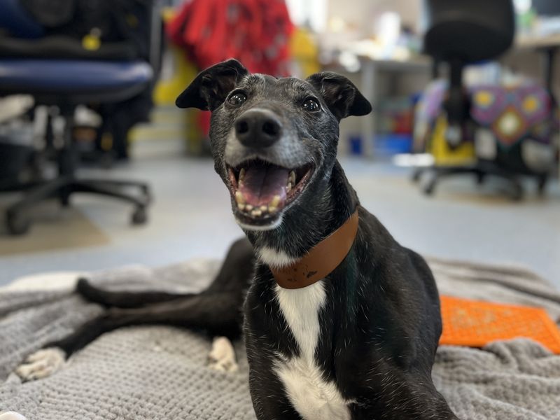 Greyhound for adoption in Evesham, Worcestershire – 10 years old - Image 2 of 5