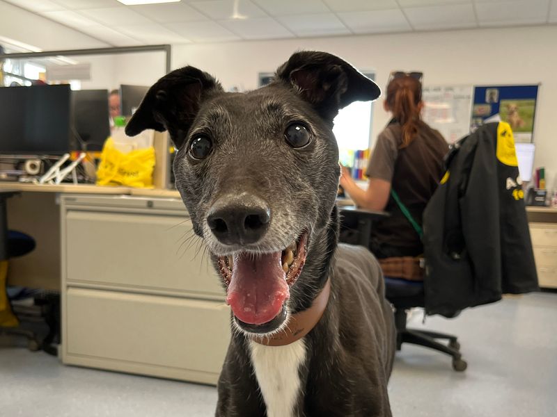 Greyhound for adoption in Evesham, Worcestershire – 10 years old - Image 4 of 5