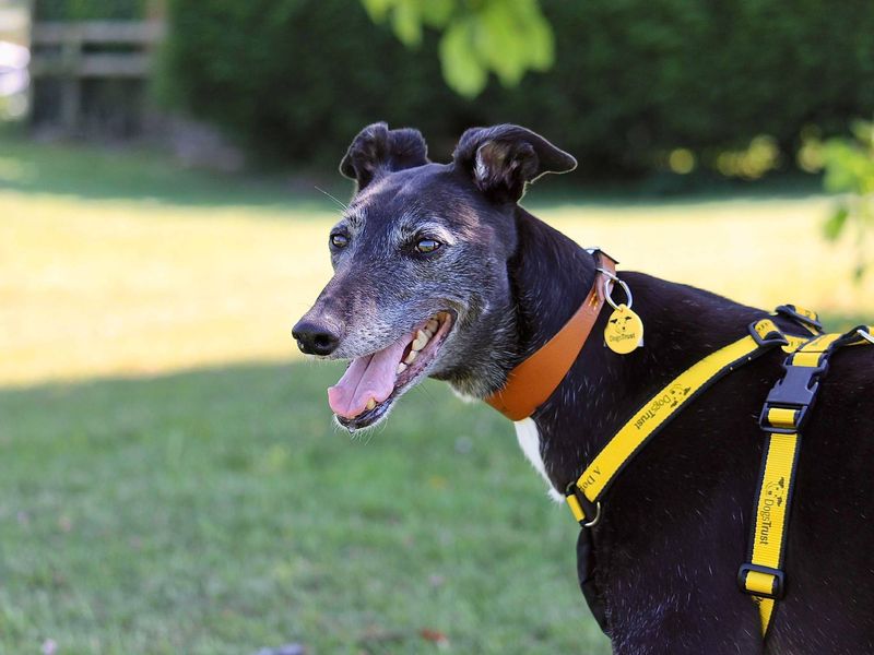 Pepper | Greyhound | Evesham (Worcestershire) - 1