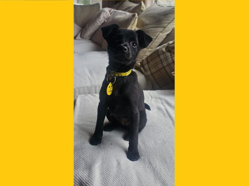 Bambi | Chihuahua (Smooth Coat) Cross | Ballymena (Northern Ireland) - 1