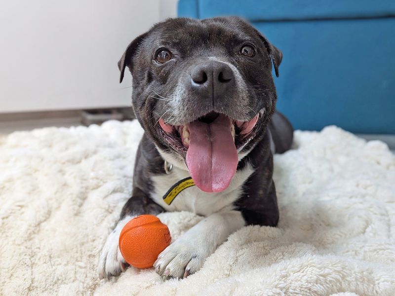 Staffordshire Bull Terrier for adoption in Wickford, Essex – 5 years old - Image 2 of 7