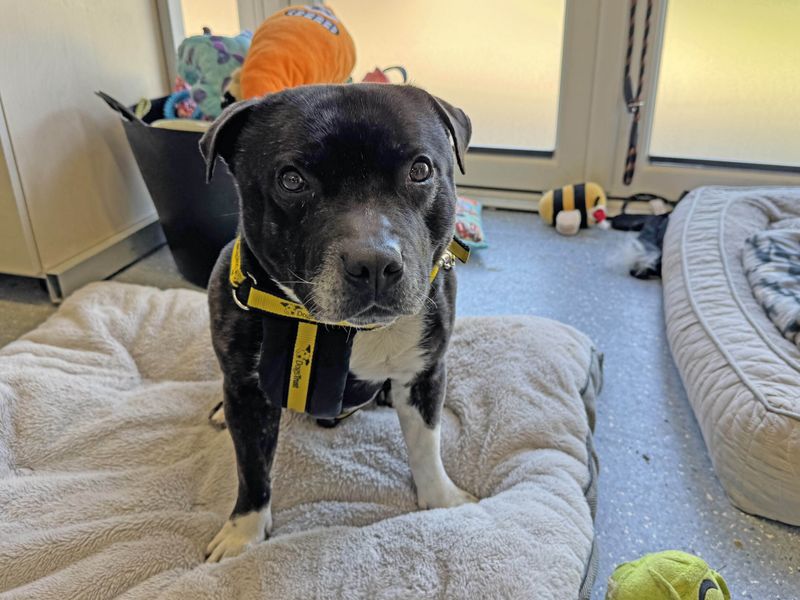 Staffordshire Bull Terrier for adoption in Wickford, Essex – 5 years old - Image 6 of 7