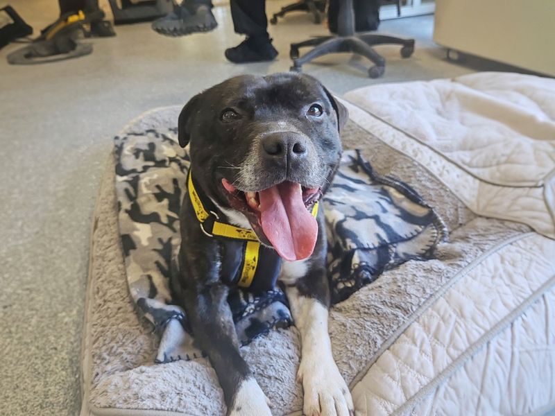 Staffordshire Bull Terrier for adoption in Wickford, Essex – 5 years old - Image 4 of 7