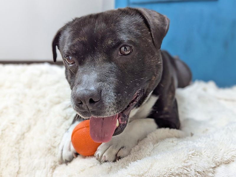 Staffordshire Bull Terrier for adoption in Wickford, Essex – 5 years old - Image 7 of 7