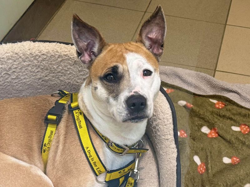 Jack Russell Terrier for adoption in Wickford, Essex – 4 years old - Image 2 of 2