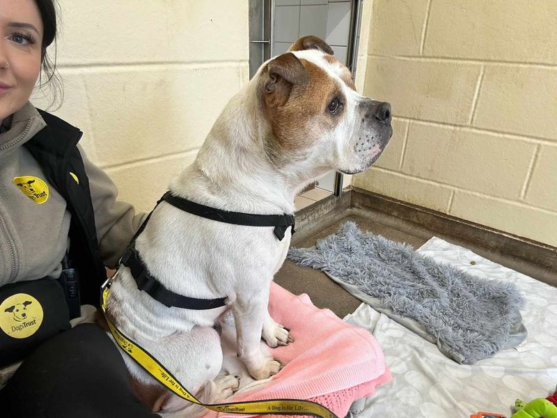 Lola for sale in Mid Glamorgan, Wales - Image 3