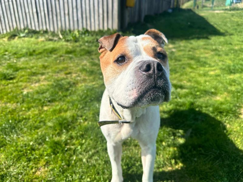 Lola for sale in Mid Glamorgan, Wales | Image 4