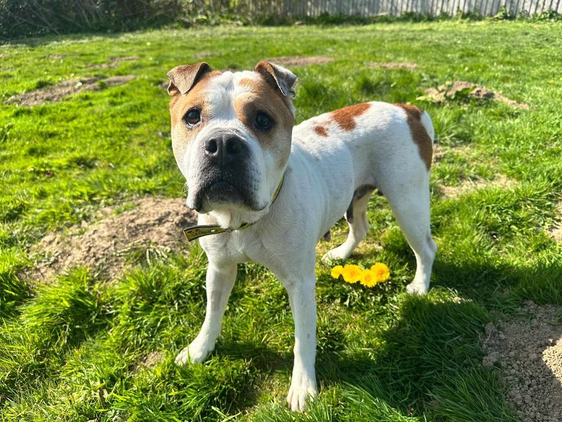 Lola for sale in Mid Glamorgan, Wales