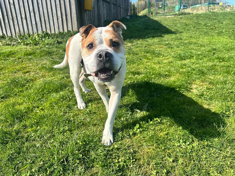 Lola for sale in Mid Glamorgan, Wales - Image 2