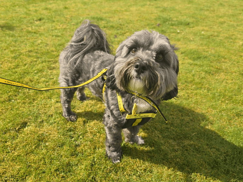 Poodle for adoption in , – 4 years old - Image 6 of 7