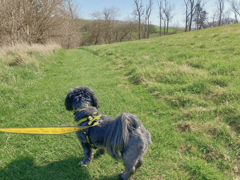 Poodle for adoption in , – 4 years old
