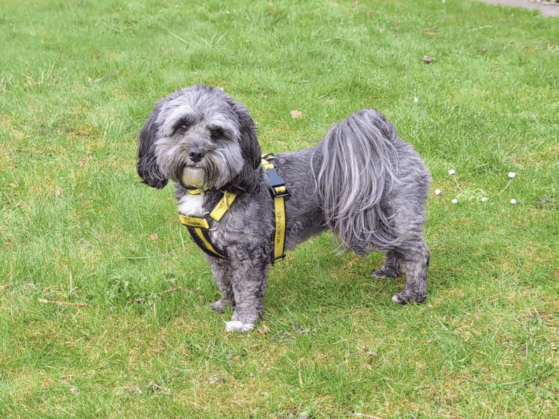 Poodle for adoption in , – 4 years old - Image 3 of 7