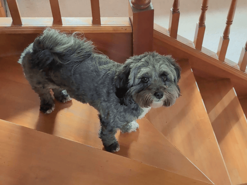 Poodle for adoption in , – 4 years old - Image 2 of 7