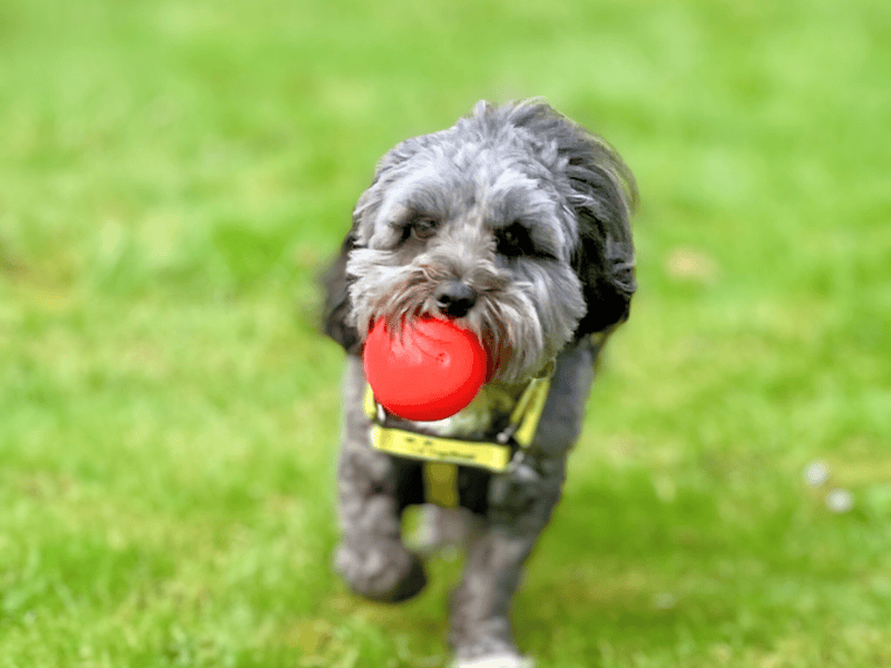 Poodle for adoption in , – 4 years old - Image 5 of 7