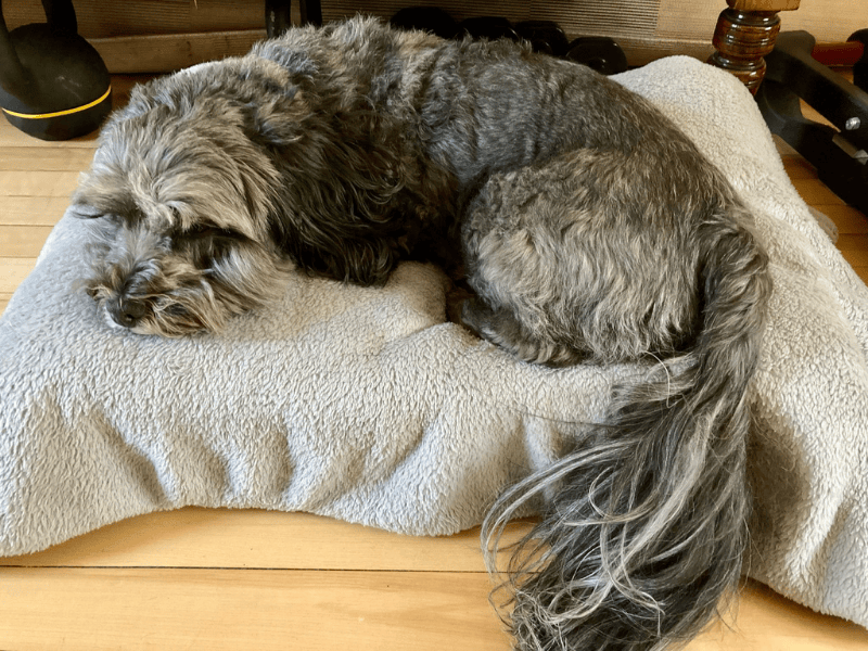 Poodle for adoption in , – 4 years old - Image 7 of 7