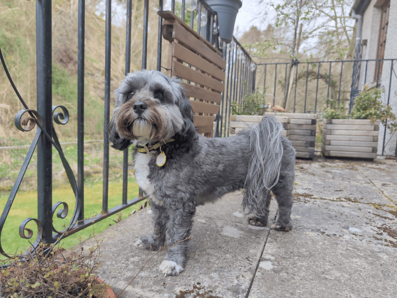 Poodle for adoption in , – 4 years old - Image 4 of 7