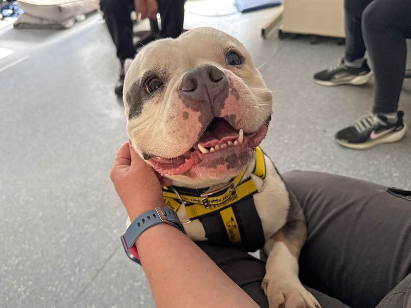 English Bulldog for adoption in Wickford, Essex – 2 years old - Image 2 of 6