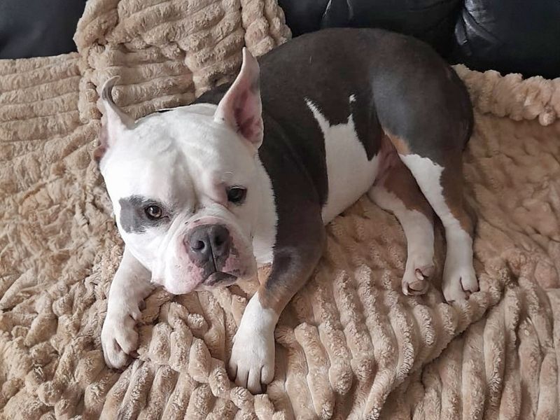 English Bulldog for adoption in Wickford, Essex – 2 years old - Image 3 of 6