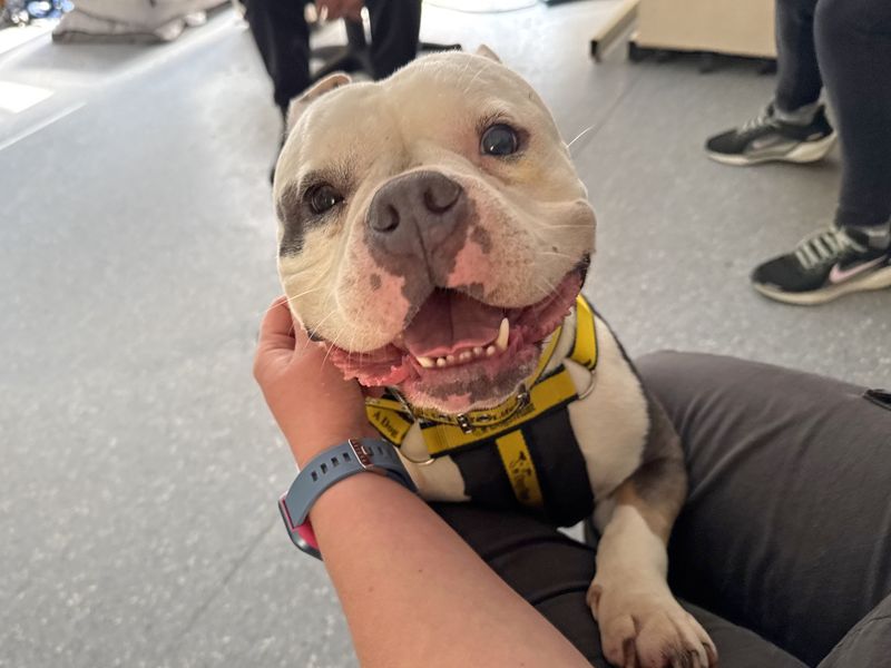 English Bulldog for adoption in Wickford, Essex – 2 years old - Image 6 of 6