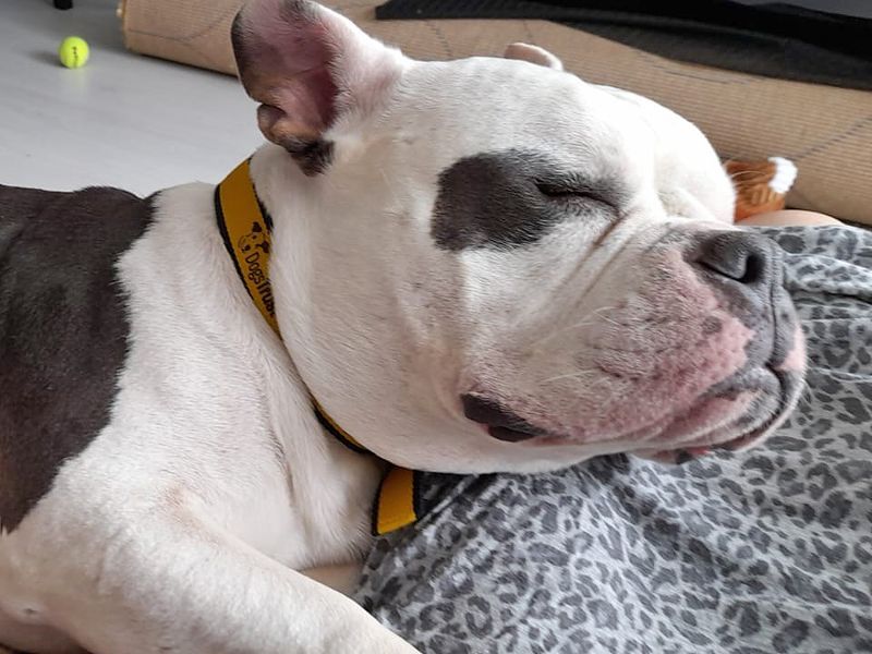 English Bulldog for adoption in Wickford, Essex – 2 years old - Image 4 of 6