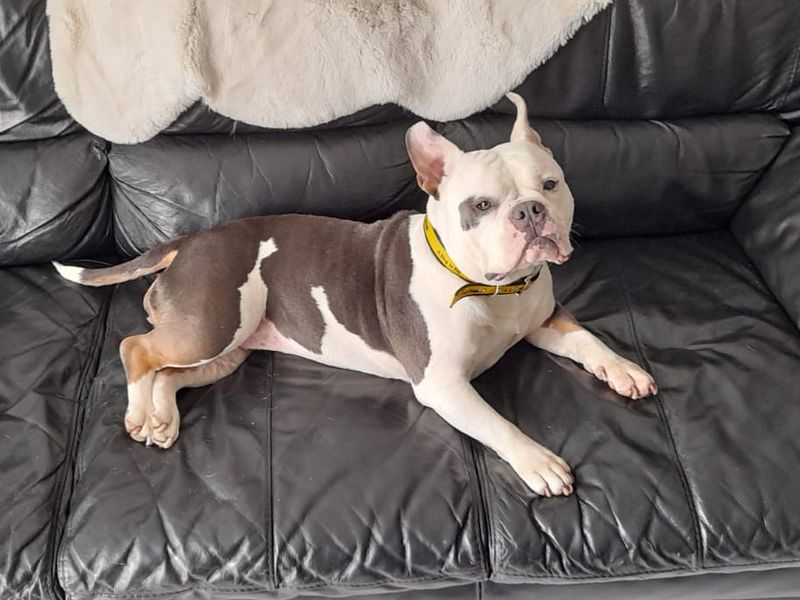 Cali | Crossbreed | Basildon (Essex) - 1
