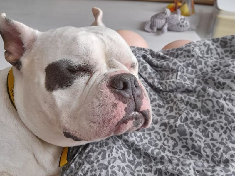 English Bulldog for adoption in Wickford, Essex – 2 years old - Image 5 of 6