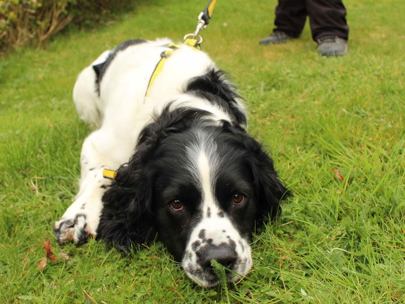 Winston (Spaniel) for sale in Newbury, Berks | Image 4