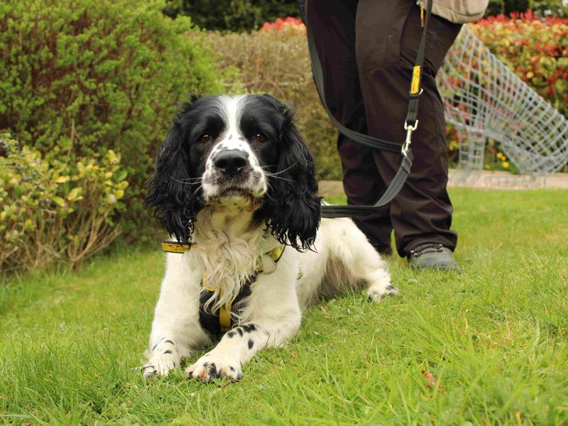 Winston (Spaniel) for sale in Newbury, Berks
