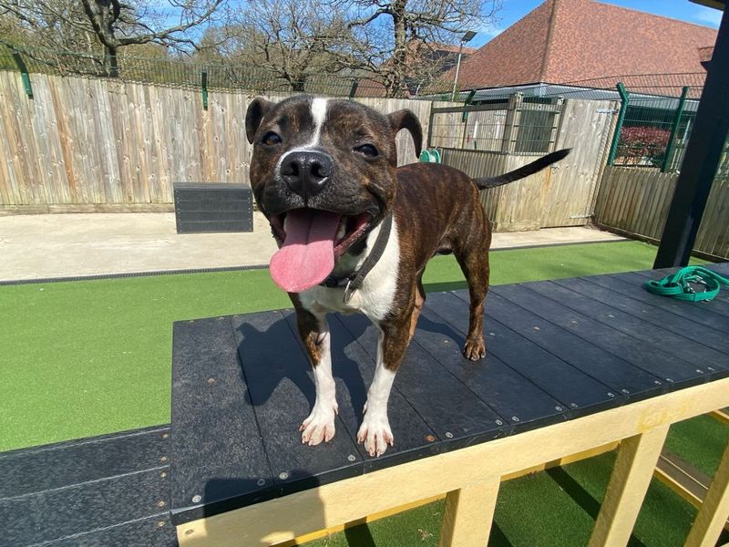 Jack Russell for adoption in Chestfield, Kent – 1 year old - Image 5 of 5