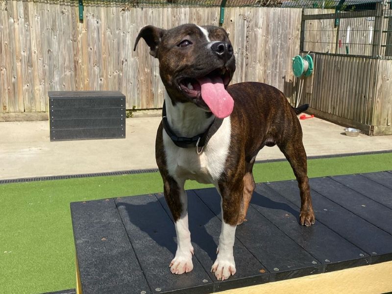 Jack Russell for adoption in Chestfield, Kent – 1 year old - Image 2 of 5
