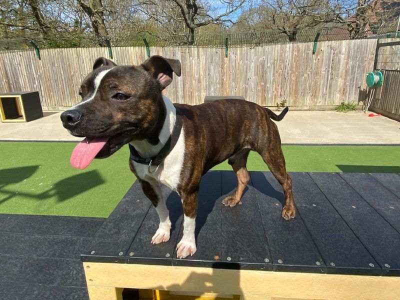 Jack Russell for adoption in Chestfield, Kent – 1 year old - Image 3 of 5