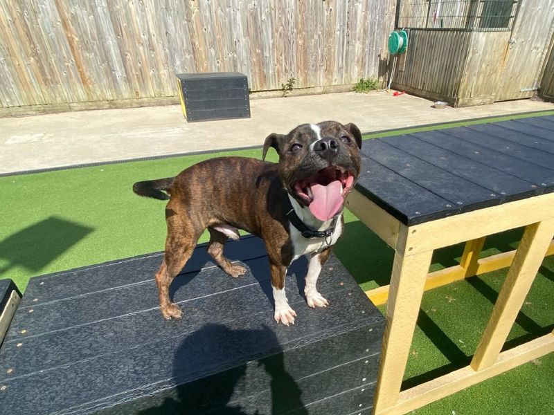 Jack Russell for adoption in Chestfield, Kent – 1 year old - Image 4 of 5