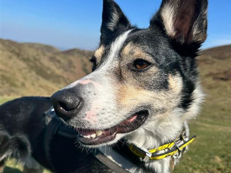 Darwin for sale in Telford, Shropshire