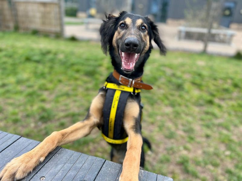 Cowboy | Lurcher Cross | Cardiff - 1