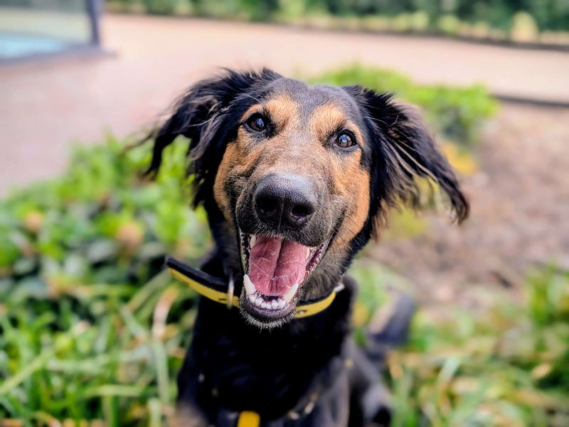 Cowboy | Lurcher Cross | Cardiff - 1