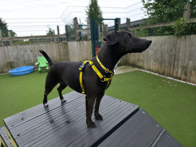 Jack Russell for adoption in Cardiff, Glamorgan – 7 years old