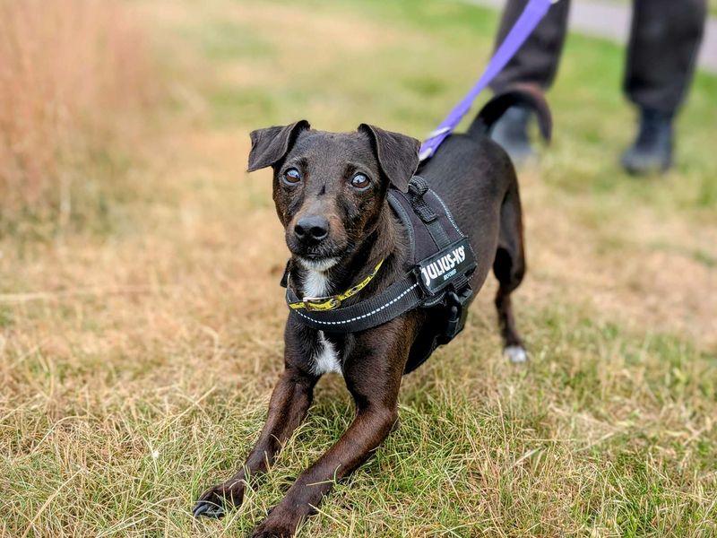Jack Russell for adoption in Cardiff, Glamorgan – 7 years old - Image 2 of 9