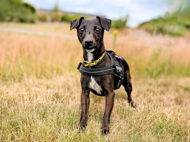 Jack Russell for adoption in Cardiff, Glamorgan – 7 years old - Image 4 of 9