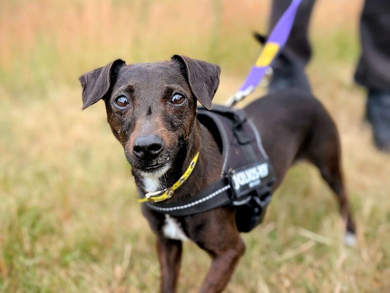 Jack Russell for adoption in Cardiff, Glamorgan – 7 years old - Image 3 of 9