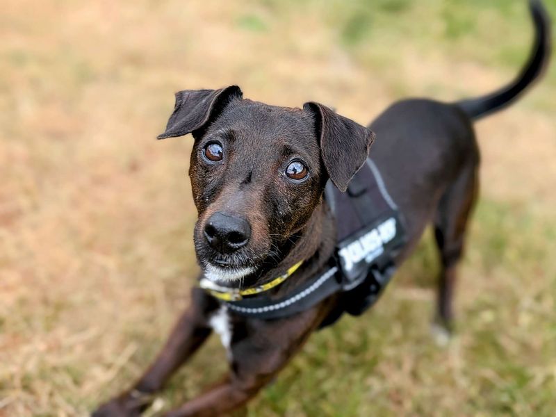 Jack Russell for adoption in Cardiff, Glamorgan – 7 years old - Image 9 of 9