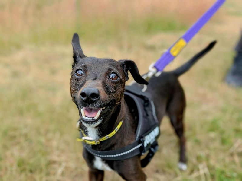 Jack Russell for adoption in Cardiff, Glamorgan – 7 years old - Image 6 of 9