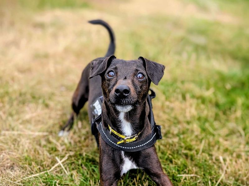 Jack Russell for adoption in Cardiff, Glamorgan – 7 years old - Image 7 of 9